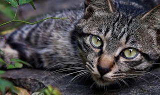 狸猫是什么动物 狸猫属于动物