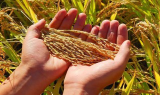 关于粮食的诗句 关于珍惜粮食的古诗