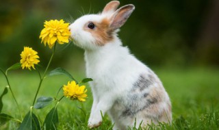 怎样写小兔子的作文 小兔子的作文的写法