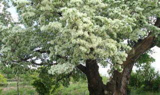 流苏是一种什么树 流苏树的介绍