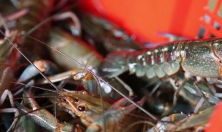 龙虾吃什么东西 龙虾吃哪些东西