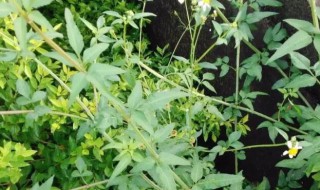 鬼针草可以当菜吃吗 鬼针草可不可以当菜吃