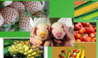 什么是转基因技术 转基因技术介绍