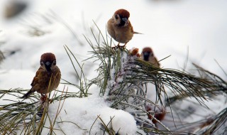 彩条驱赶麻雀的气候条件 彩条驱赶麻雀有哪些气候条件