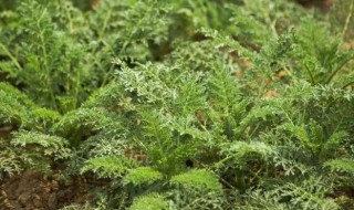 怎样储存米蒿 保存米蒿妙招