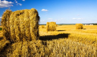 金秋是什么意思 金秋如何理解