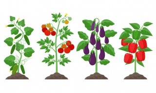 青蒿怎样储存 怎样储存青蒿