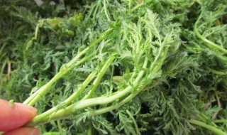 怎样储存麦蒿 麦蒿如何储存