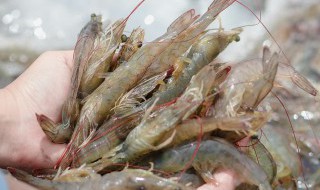 怎样储存活虾 如何储存活虾
