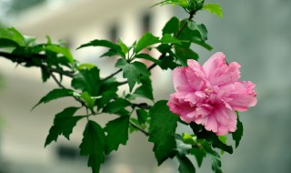 木槿是什么意思 木槿简单介绍