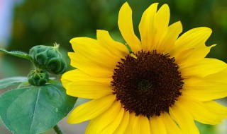 初伏怎么读 2021年三伏天分别是哪天