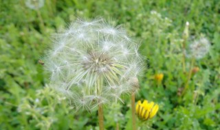 蒲公英什么意思 蒲公英寓意是什么