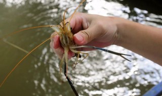 如何钓虾 钓虾方法