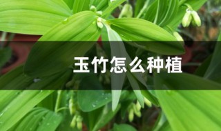 玉竹种植 玉竹如何种植