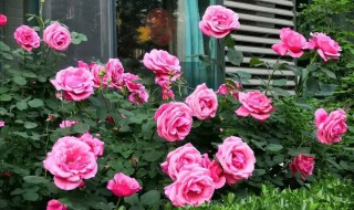 各种花的寓意及花语 各种花的寓意及花语有哪些