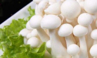 海鲜菇的功效与作用及禁忌 关于海鲜菇的功效与作用及禁忌