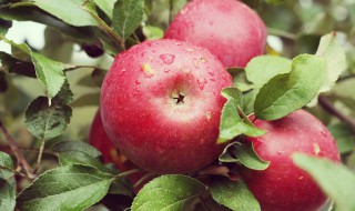 梦到摘苹果 梦见摘苹果的含义