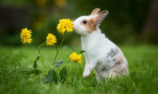 做梦梦到兔子是啥征兆 梦见兔子意味着什么