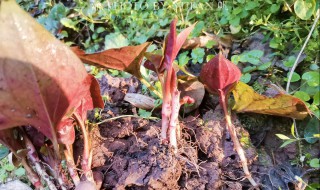 鱼腥草根怎么种植方法 鱼腥草根如何种植