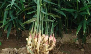 姜怎样种植好方法如下 姜如何种植好