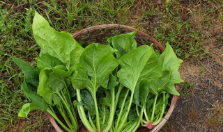 牛奶和菠菜能一起吃吗 牛奶和菠菜能不能一起吃