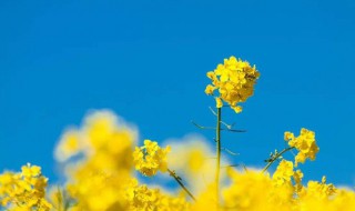 形容油菜花的优美句子 关于形容油菜花的优美句子