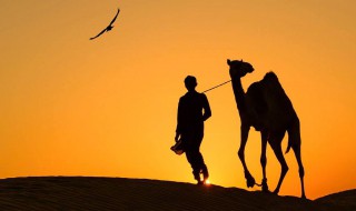 沙漠骆驼的含义 沙漠骆驼的真正含义