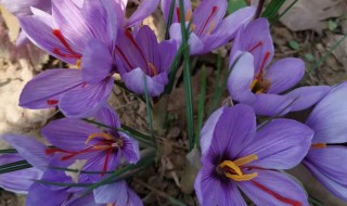 藏红花种植技术大全 如何种植藏红花