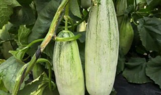 羊角蜜好吃吗 羊角蜜好不好吃