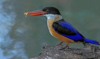 蓝翡翠鸟吃什么 蓝翡翠鸟吃什么食物