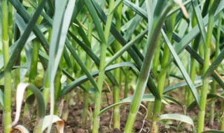 蒜苗的热量 蒜苗的热量多少