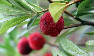 望梅止渴概括 望梅止渴是什么意思