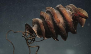 稀奇古怪的意思 是什么意思呢?