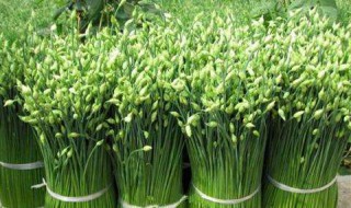 腌一斤韭菜花放多少盐 腌韭菜花放盐步骤