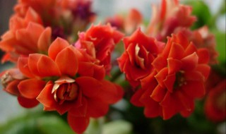 长寿花为什么致癌 长寿花可以有毒吗