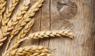 钓鱼小麦绝密配方 有这样三种方法