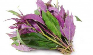 血碧菜的功效与副作用 快来pick以下信息