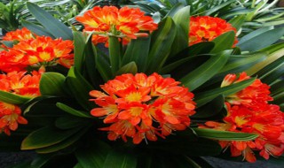 啤酒花叶怎样浇君子兰 五大步骤你都需要注意好啦