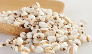 薏仁米功效和副作用 六大信息点告诉你