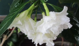 香水茉莉怎么养 三步种出健康植物