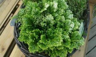 九死还魂草怎么养 好看的植株给人喜悦