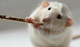 96鼠的几月生好 96鼠的几月生的命运如何