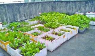 泡沫箱种菜 大家快来围观学习吧