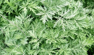 艾草与艾蒿的药性区别有哪些 艾草与艾蒿的不同之处