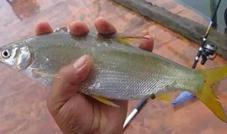 一天钓黄尾鲴的最佳时间 应该选什么钓钩?