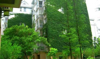 防噪音的植物 家里可以摆起来啦