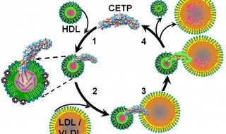低密度脂蛋白偏高好低吗,有什么危害吗