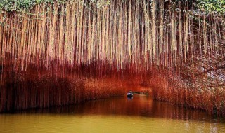 锦屏藤怎么种植 方法原来这么简单