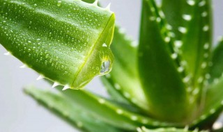 芦答怎样养 家庭种植芦荟的步骤技巧