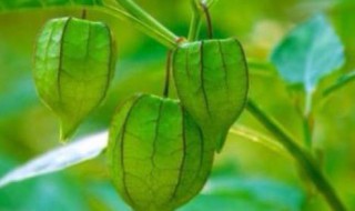 灯笼草怎么食用 就是普通的草药也不是所有人都可以用